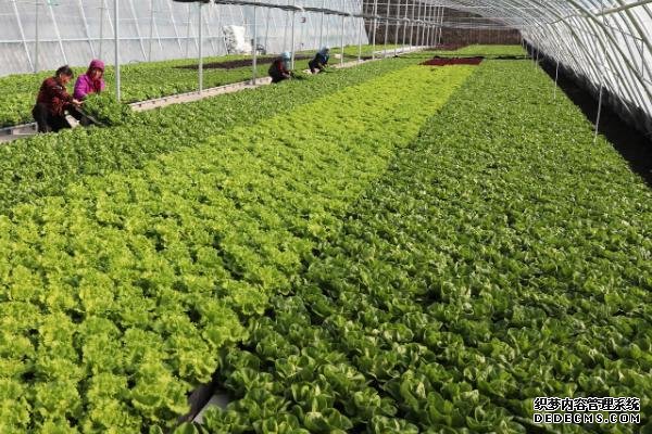 如何在大棚中種植有機(jī)蔬菜