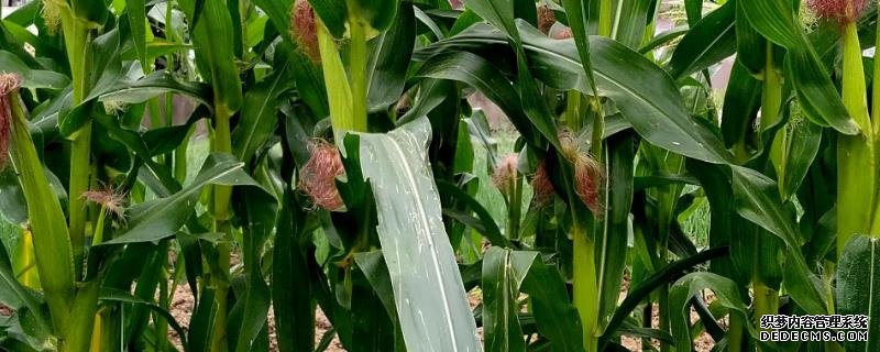 登海678玉米種的特征特性