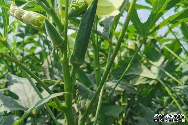 盆栽黃秋葵種植技術(shù)，花盆越寬大越好